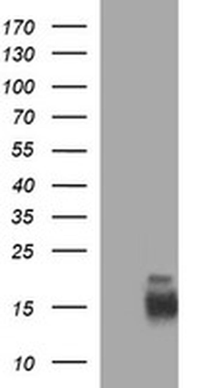 MLANA Antibody in Western Blot (WB)