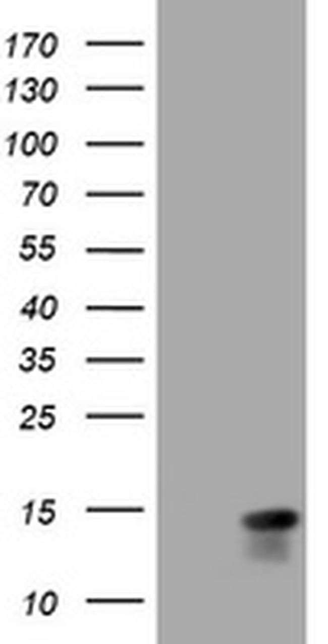 MLANA Antibody in Western Blot (WB)