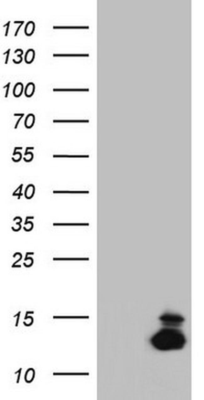 MLANA Antibody in Western Blot (WB)
