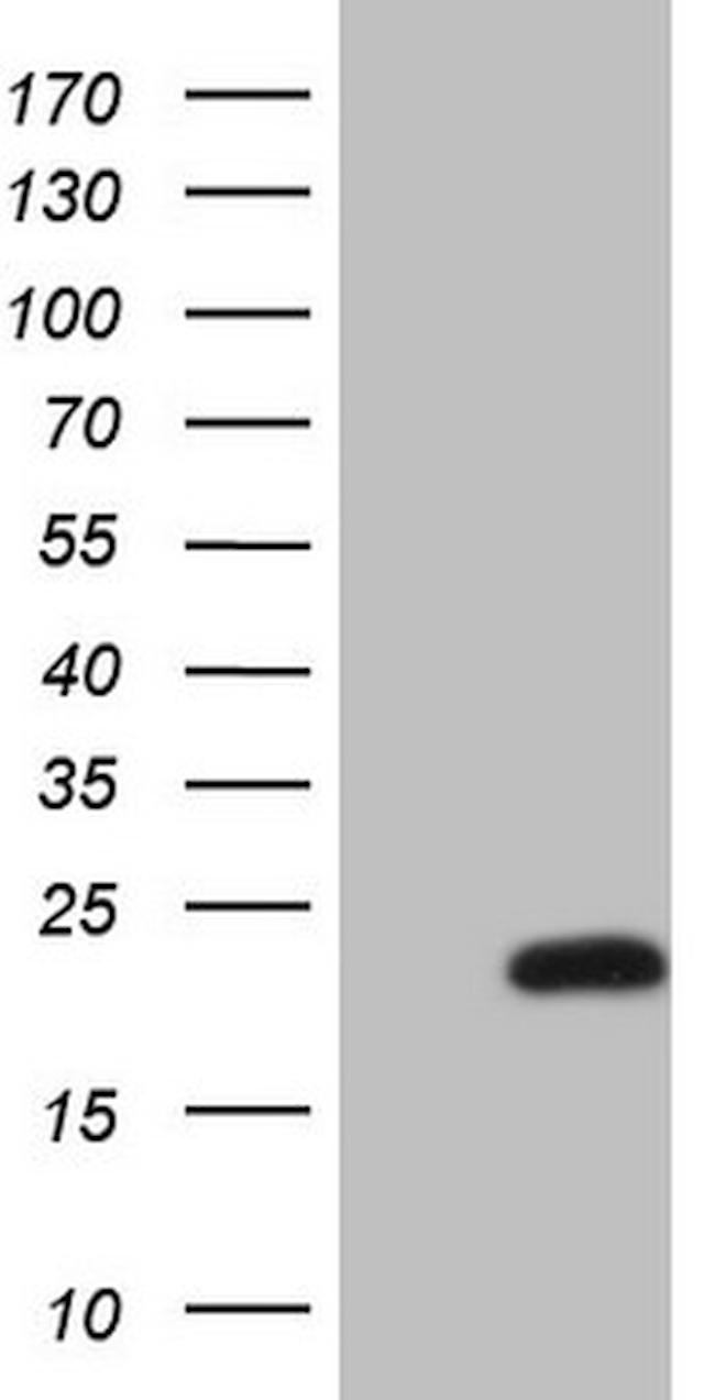 MLANA Antibody in Western Blot (WB)