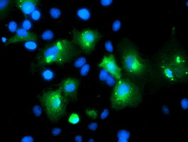 MLF1 Antibody in Immunocytochemistry (ICC/IF)