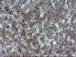 MLF1 Antibody in Immunohistochemistry (Paraffin) (IHC (P))
