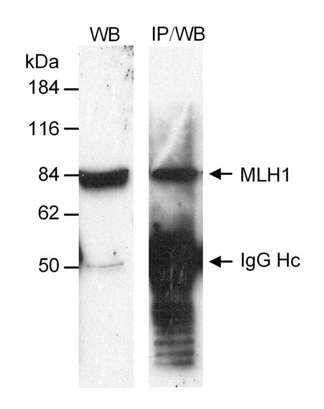 MLH1 Antibody in Western Blot (WB)