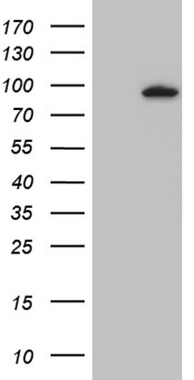 MLH1 Antibody in Western Blot (WB)