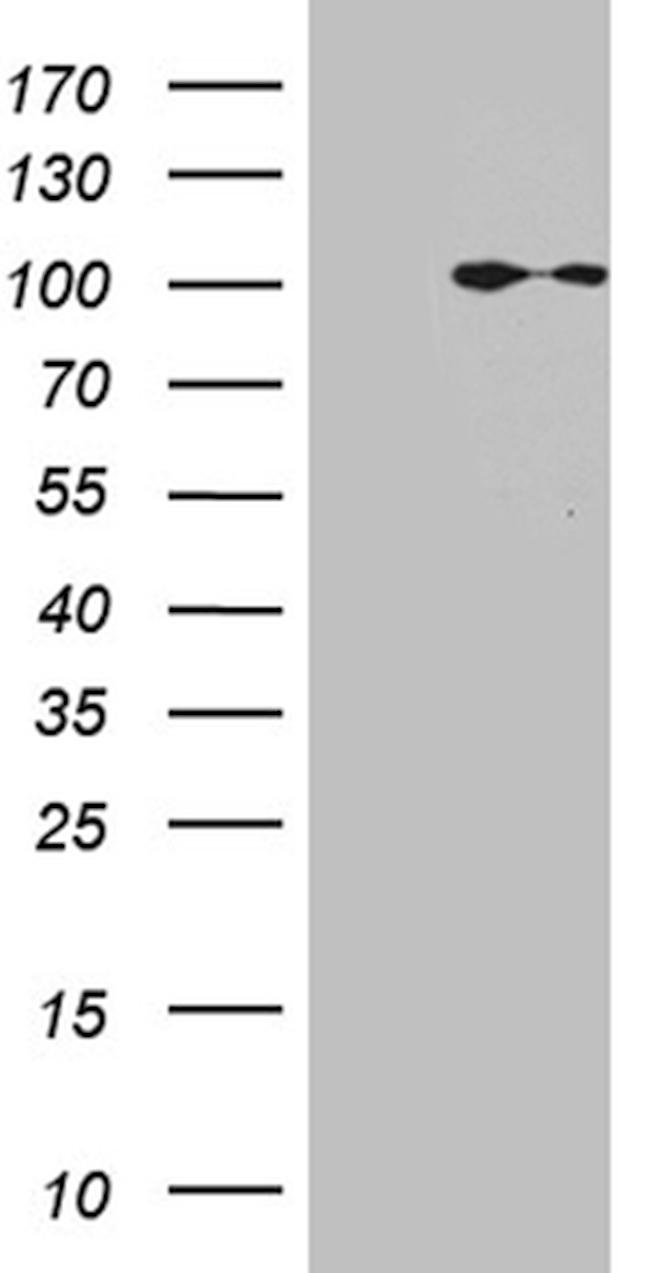 MLH1 Antibody in Western Blot (WB)