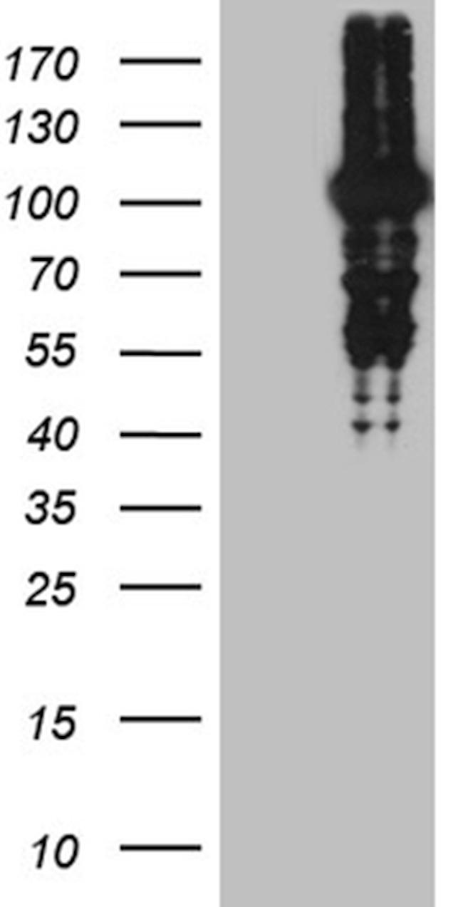 MLH1 Antibody in Western Blot (WB)