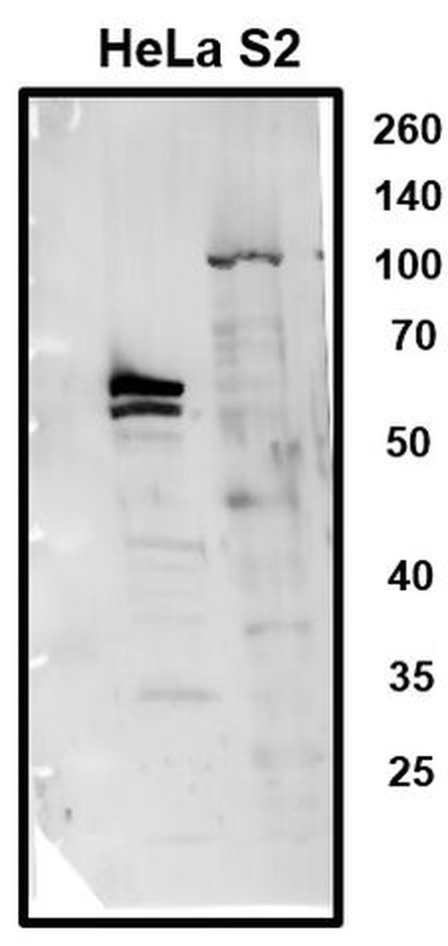 MLLT1 Antibody in Western Blot (WB)