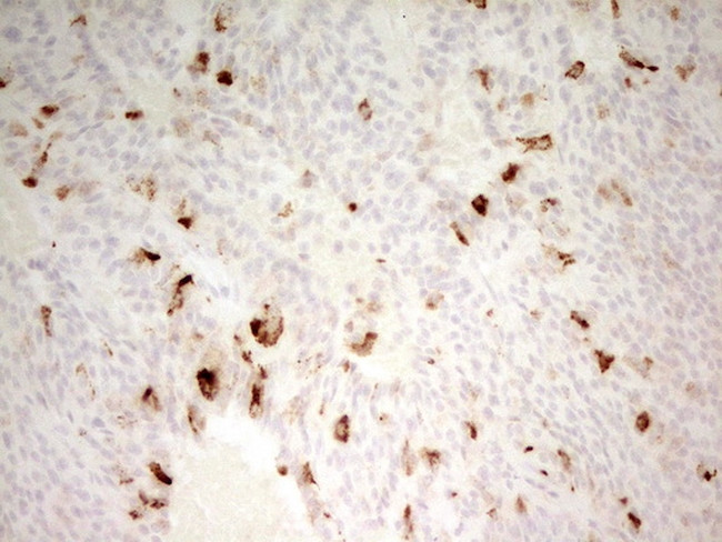 MMP3 Antibody in Immunohistochemistry (Paraffin) (IHC (P))