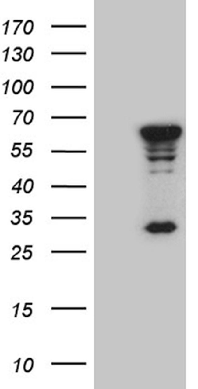 MNS1 Antibody in Western Blot (WB)