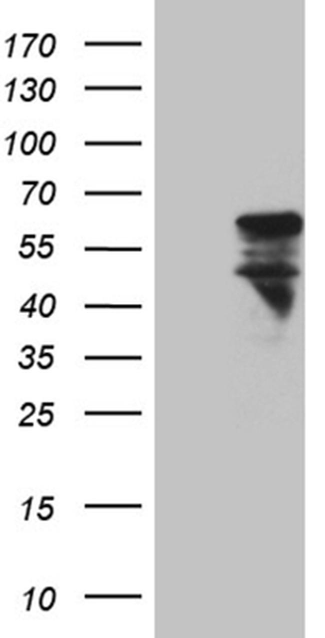 MNS1 Antibody in Western Blot (WB)