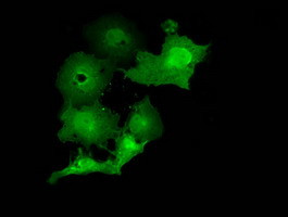 MOBKL2B Antibody in Immunocytochemistry (ICC/IF)
