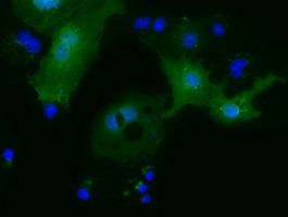 MOBKL2B Antibody in Immunocytochemistry (ICC/IF)