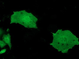 MOBKL2B Antibody in Immunocytochemistry (ICC/IF)