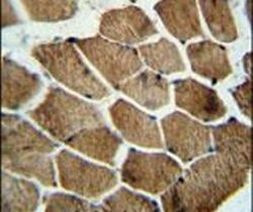 MOCS1 Antibody in Immunohistochemistry (IHC)