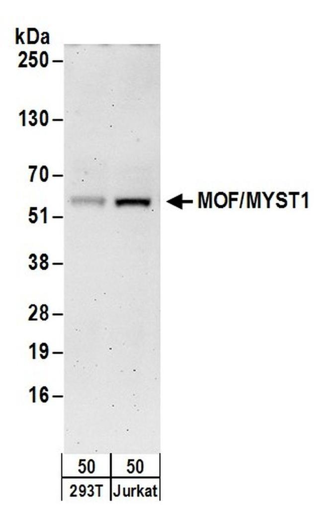 MOF/MYST1 Antibody in Western Blot (WB)