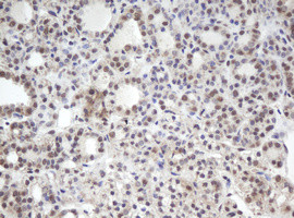 MORF4 Antibody in Immunohistochemistry (Paraffin) (IHC (P))