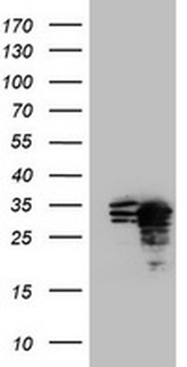 MORF4 Antibody in Western Blot (WB)
