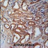 MOSC1 Antibody in Immunohistochemistry (IHC)