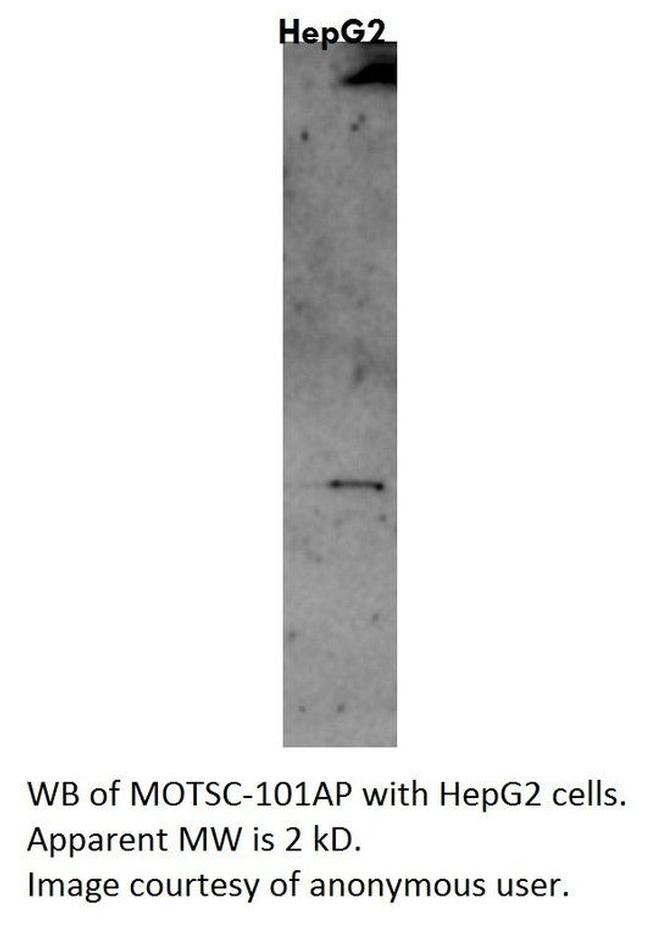 MOTS-c Antibody in Western Blot (WB)