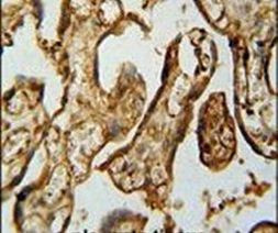 MPP1 Antibody in Immunohistochemistry (IHC)