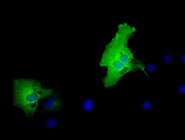 MPP3 Antibody in Immunocytochemistry (ICC/IF)