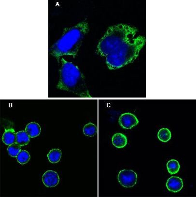 MPS1 Antibody in Immunocytochemistry (ICC/IF)