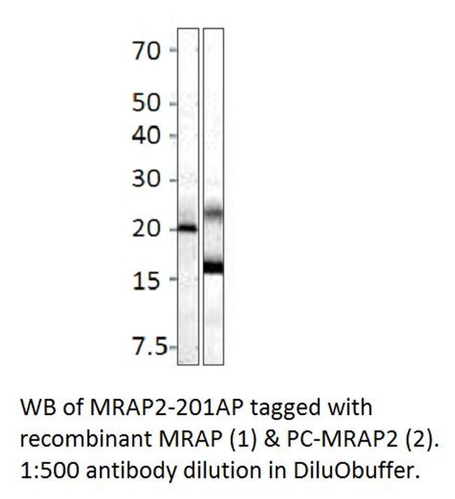 MRAP2 Antibody in Western Blot (WB)