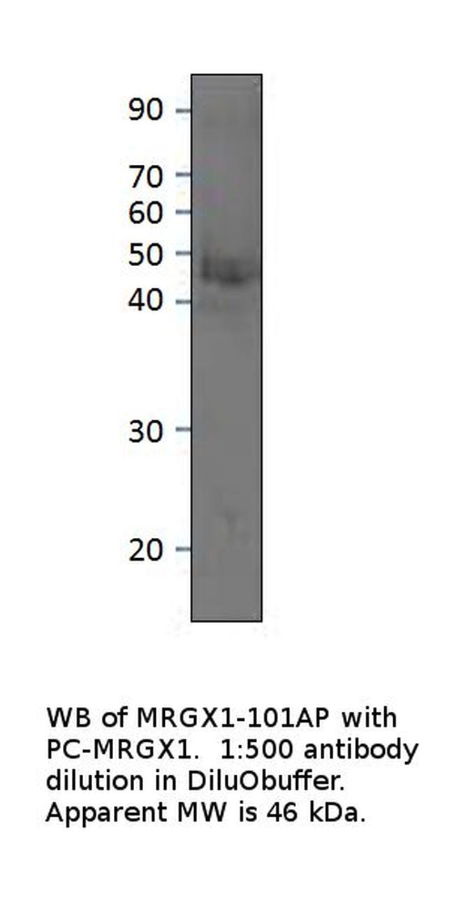 MRGX1 Antibody in Western Blot (WB)