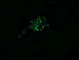 MRPL11 Antibody in Immunocytochemistry (ICC/IF)