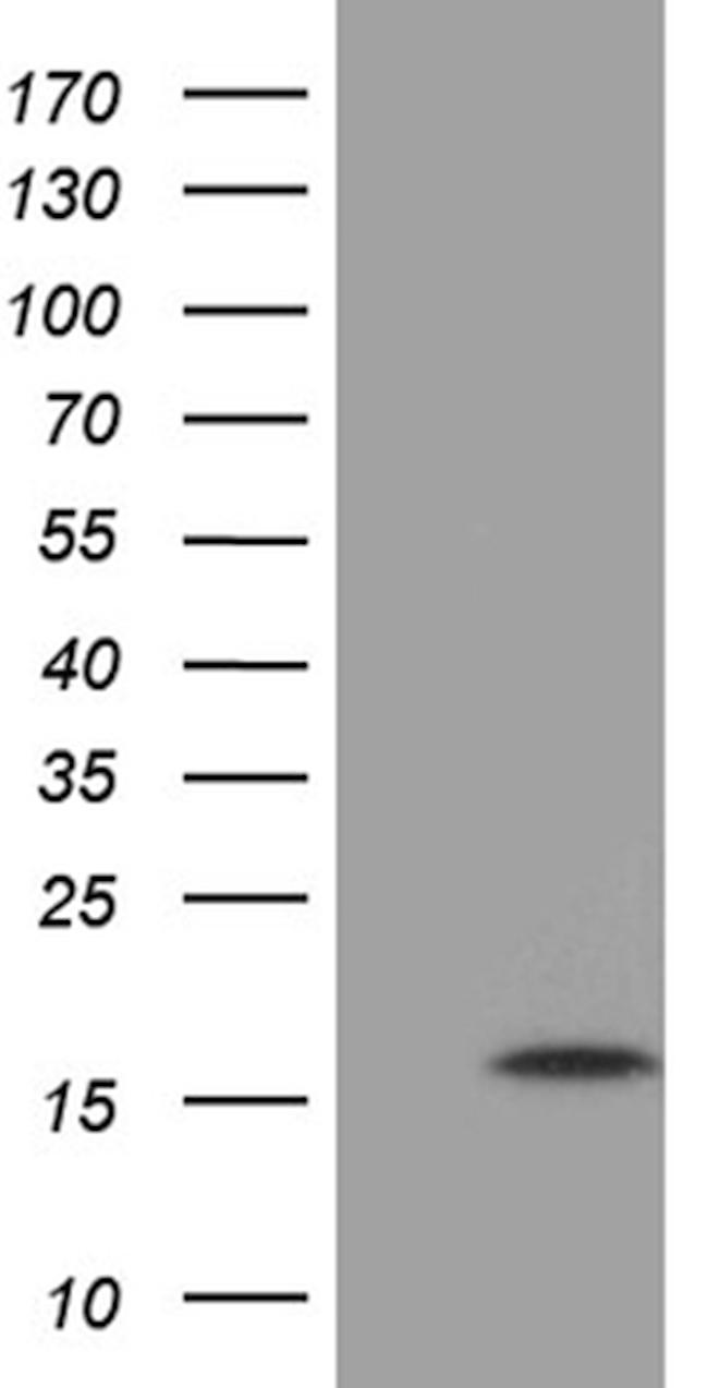 MRPL27 Antibody in Western Blot (WB)