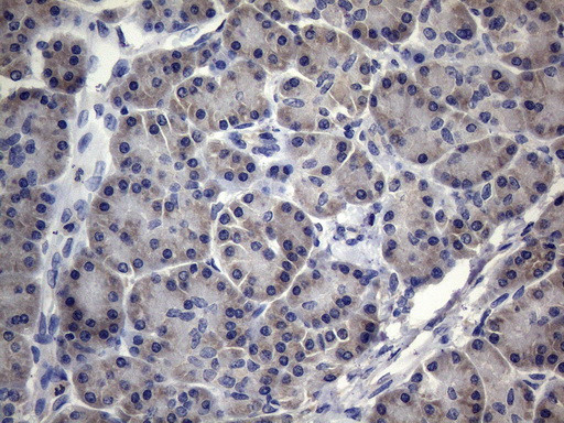 MRPL42 Antibody in Immunohistochemistry (Paraffin) (IHC (P))