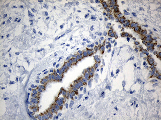 MRPL48 Antibody in Immunohistochemistry (Paraffin) (IHC (P))