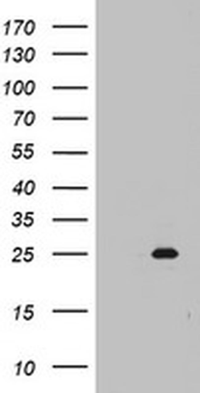 MRPS11 Antibody in Western Blot (WB)