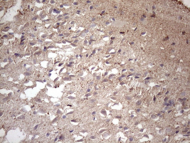 MS4A12 Antibody in Immunohistochemistry (Paraffin) (IHC (P))
