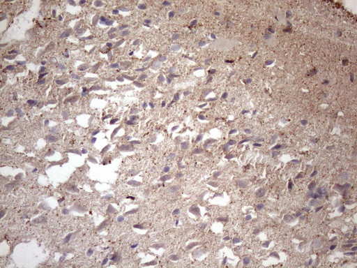 MS4A12 Antibody in Immunohistochemistry (Paraffin) (IHC (P))