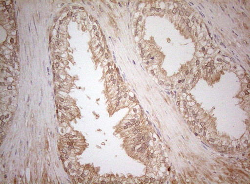 MS4A12 Antibody in Immunohistochemistry (Paraffin) (IHC (P))