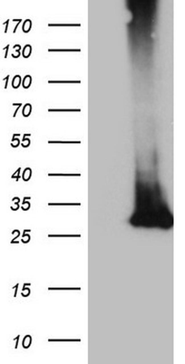 MS4A12 Antibody in Western Blot (WB)