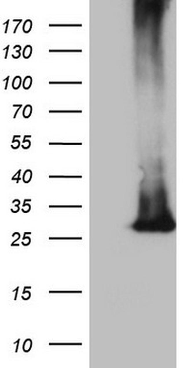 MS4A12 Antibody in Western Blot (WB)