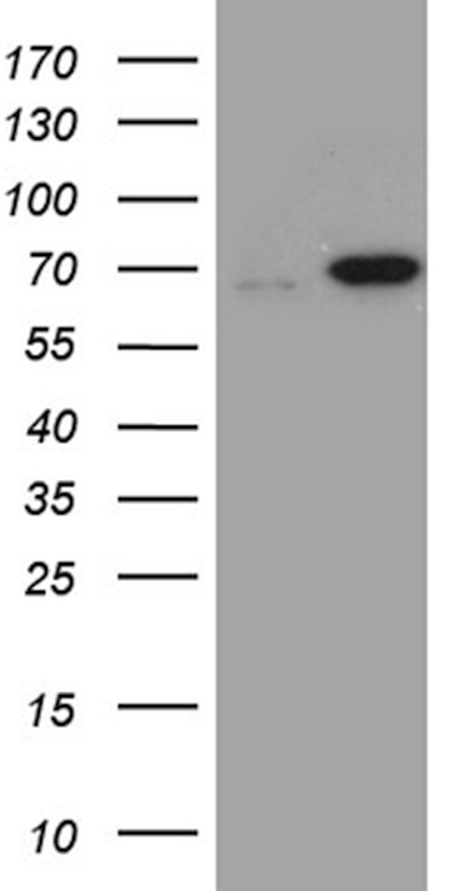 MSL2 Antibody in Western Blot (WB)