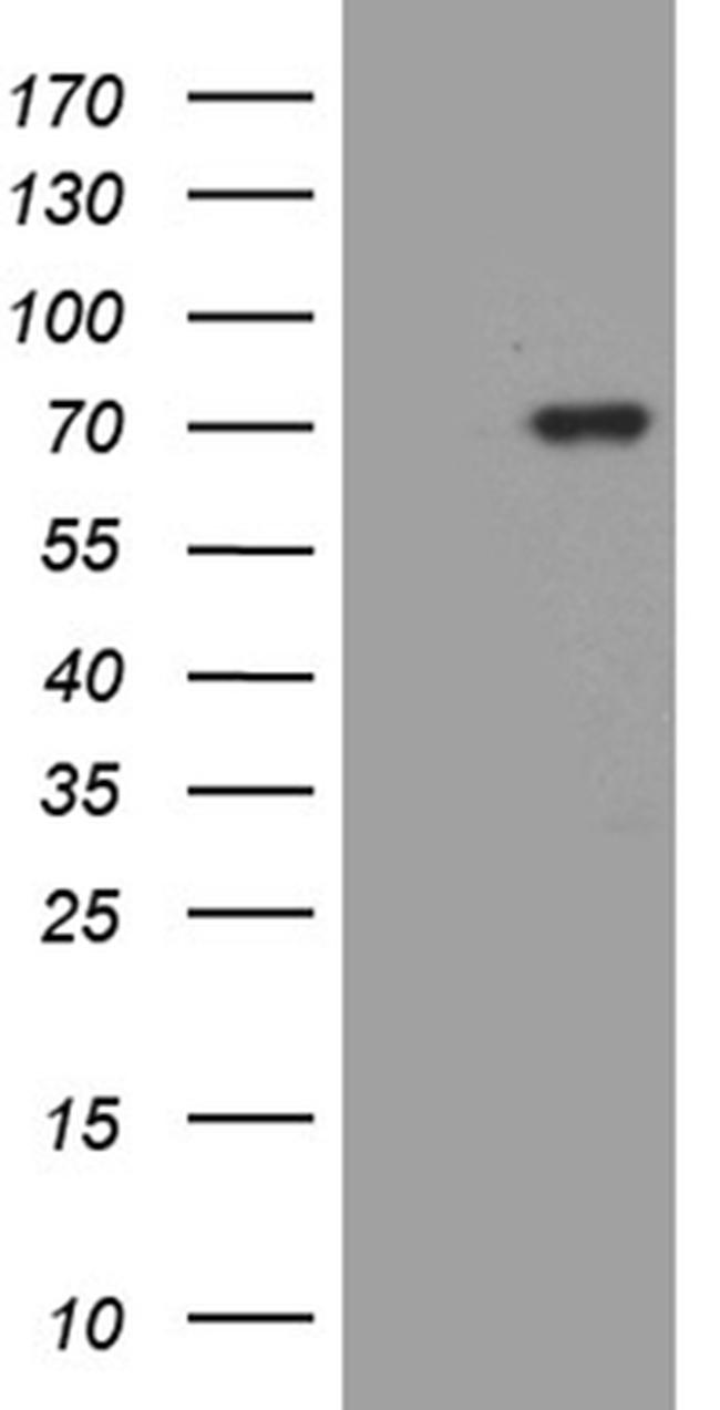 MSL2 Antibody in Western Blot (WB)