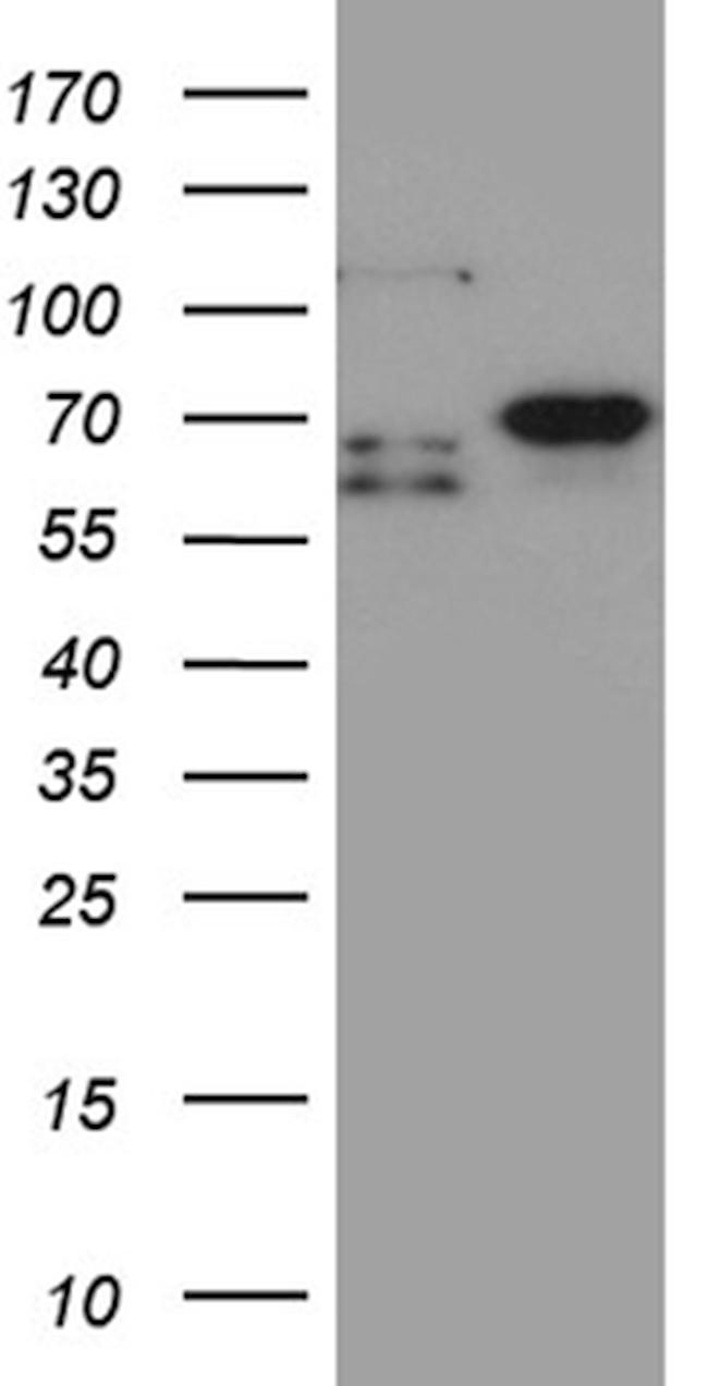 MSL2 Antibody in Western Blot (WB)