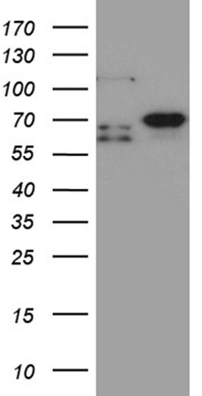 MSL2 Antibody in Western Blot (WB)