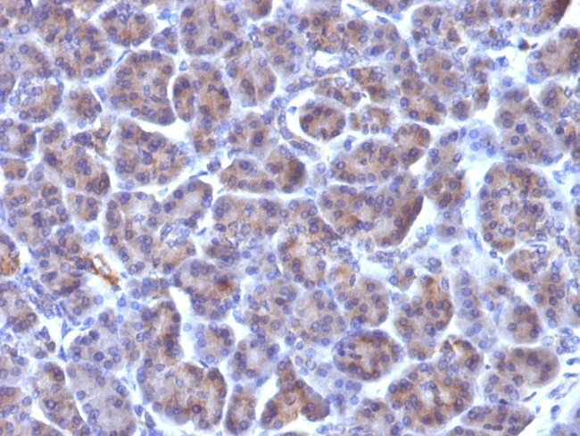 Golgi Complex (Marker for Human Cells) Antibody in Immunohistochemistry (Paraffin) (IHC (P))