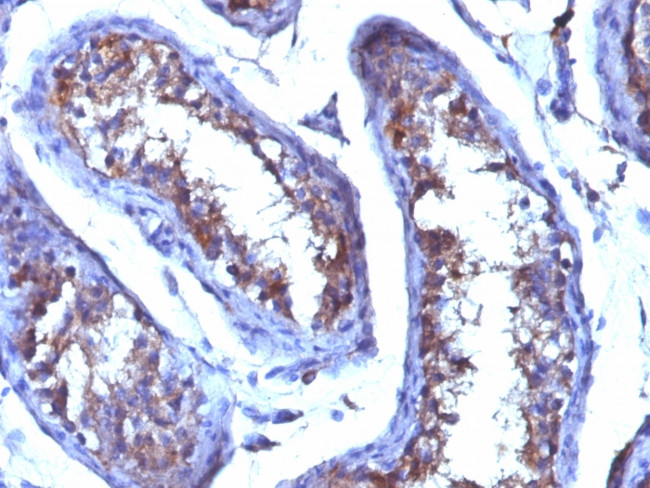 Testosterone Antibody in Immunohistochemistry (Paraffin) (IHC (P))