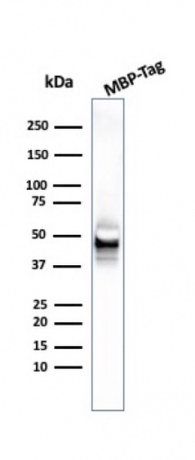 Maltose Binding Protein/MBP-probe Antibody in Western Blot (WB)