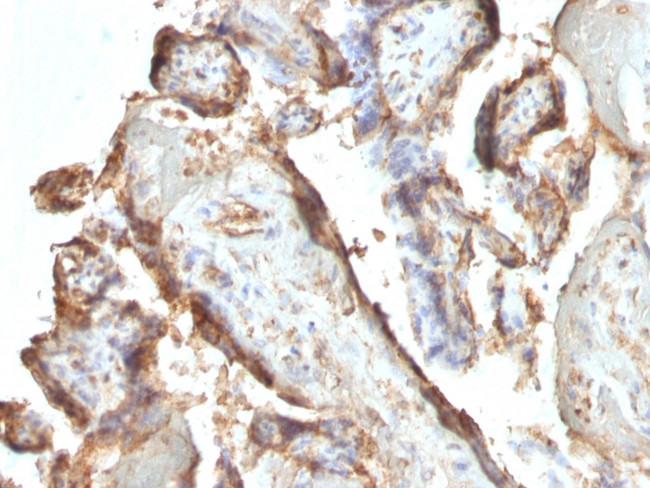 HCG Holo (Pregnancy and Choriocarcinoma Marker) Antibody in Immunohistochemistry (Paraffin) (IHC (P))