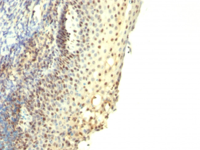 IPO-38 (Proliferation Marker) Antibody in Immunohistochemistry (Paraffin) (IHC (P))