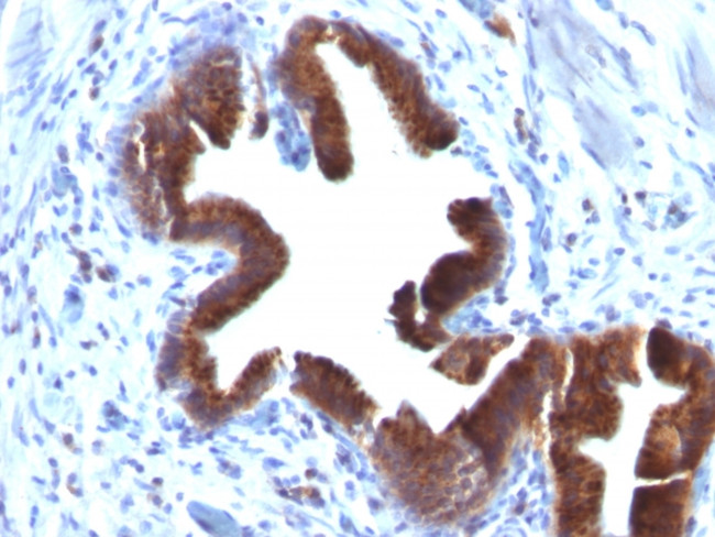 Golgi Complex (Marker for Human Cells) Antibody in Immunohistochemistry (Paraffin) (IHC (P))