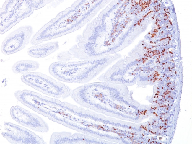 Bromodeoxyuridine (BrdU) (Proliferation Marker) Antibody in Immunohistochemistry (Paraffin) (IHC (P))