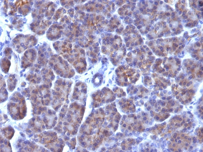 Golgi Complex (Marker for Human Cells) Antibody in Immunohistochemistry (Paraffin) (IHC (P))
